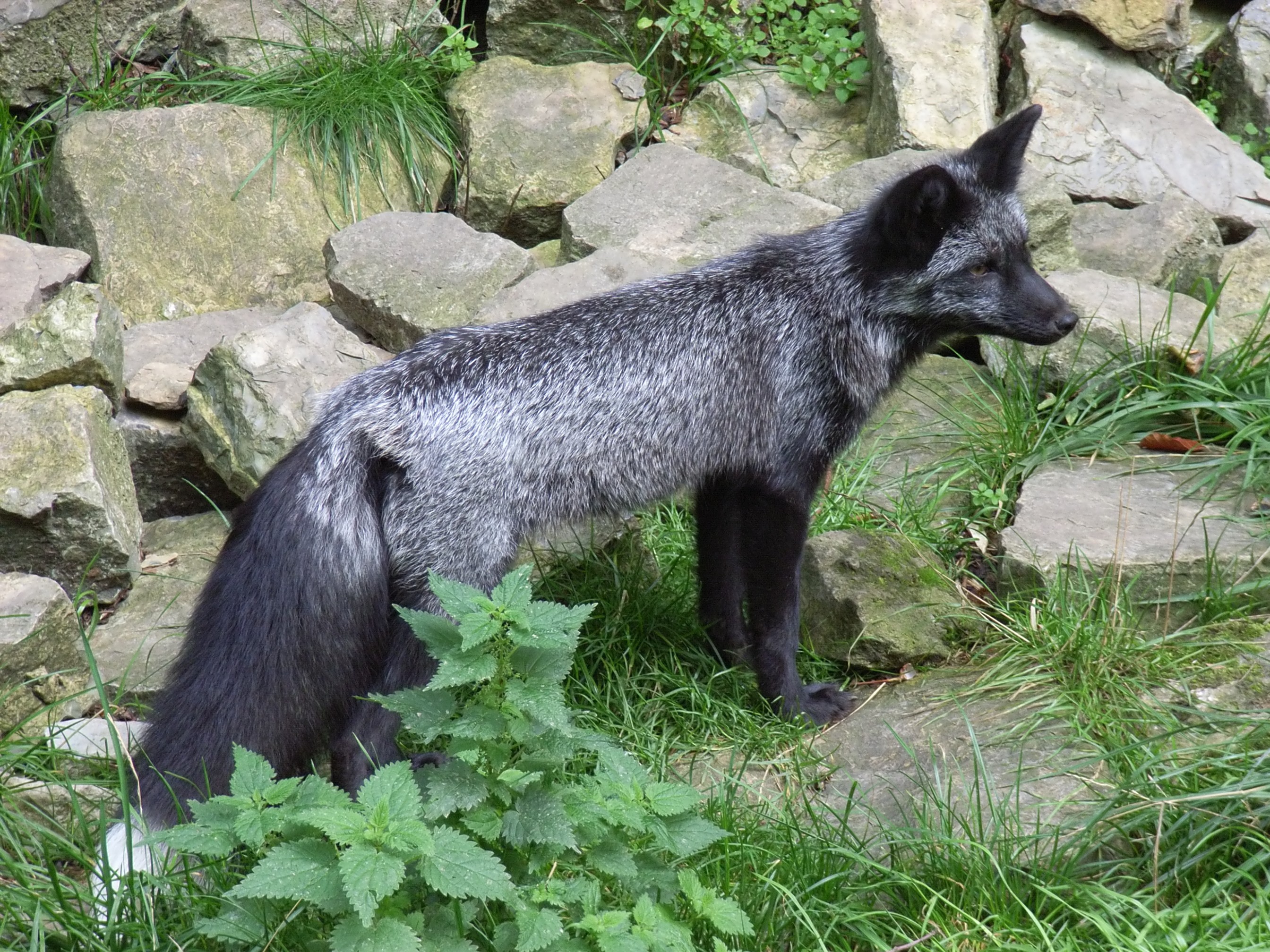 China's Silver Fox Deploys ABCDoor in India, Russia Tax Phishing