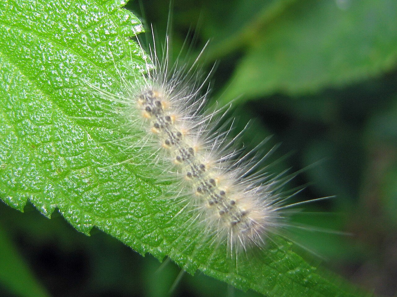 Webworm Unleashes EchoCreep, GraphWorm Backdoors via Discord, MS Graph